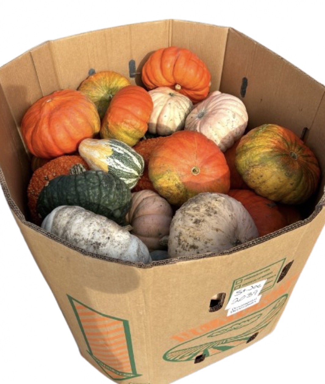 SPECIALTY PUMPKIN BIN