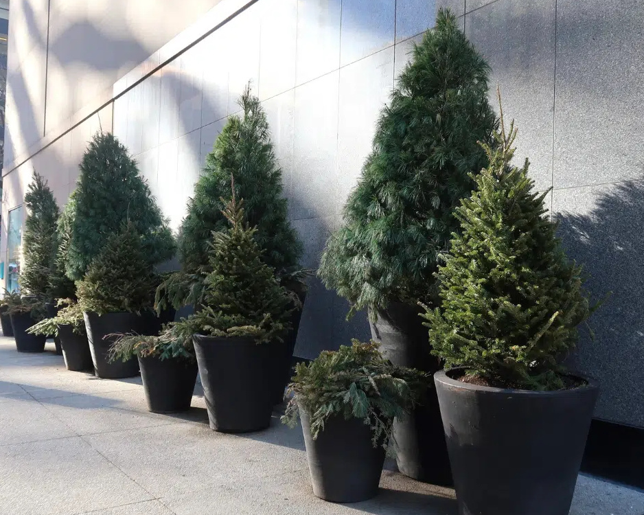 Planters and Saucers