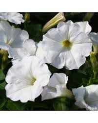 4.33T/8PETUNIA EW WHITE E3