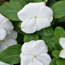 4.33T/8VINCA WHITE