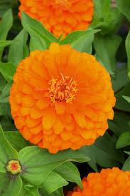4.33T/8ZINNIA MAGELLAN ORANGE
