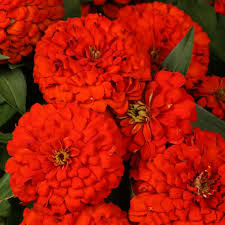 4.33T/8ZINNIA MAGELLAN SCARLT