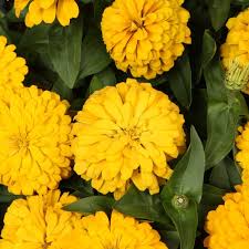 4.33T/8ZINNIA MAGELLAN YELLOW