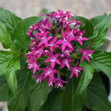 4.33T/8PENTAS VIOLET