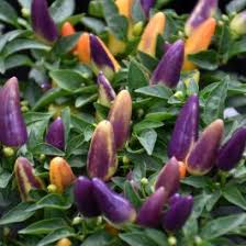 4.33T/8PEPPERS ACAPULCO MULTI