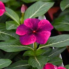 4.33T/8VINCA TATTOO BLACK CHERRY