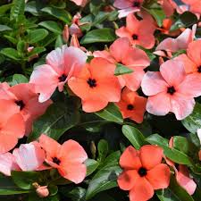 4.33T/8VINCA TATTOO ORANGE