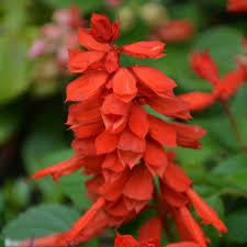 4.33T/8SALVIA RED