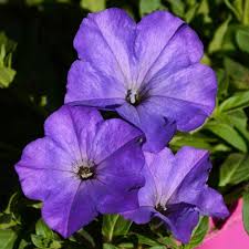 4.33T/8PETUNIA EW BLUE SKY E3