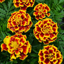 4.33T/8MARIGOLD DURANGO BEE