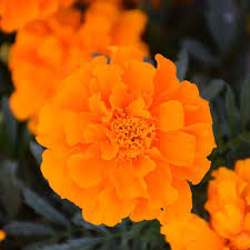 4.33T/8MARIGOLD DURANGO ORANGE