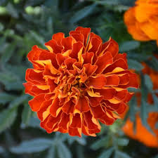 4.33T/8MARIGOLD DURANGO RED