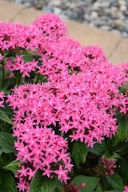 4.33T/8PENTAS DEEP ROSE/PINK