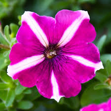 4.33T/8PETUNIA EW BURGUNDY STAR