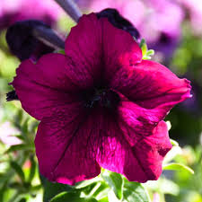4.33T/8PETUNIA EW BURGUNDY VELR