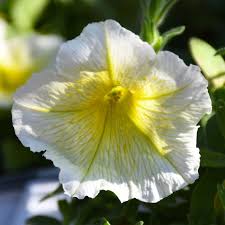 4.33T/8PETUNIA EW YELLOW E3
