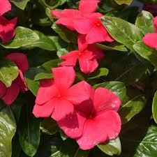4.33T/8VINCA PUNCH