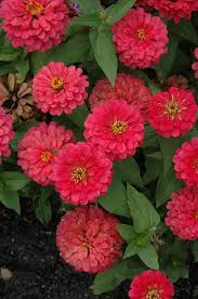 4.33T/8ZINNIA MAGELLAN CHERRY