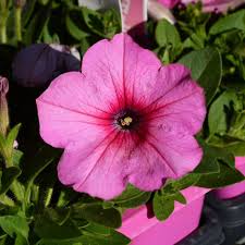 4.33T/8PETUNIA EW PINK COSMO E3