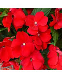 4.33T/8PETUNIA EW RED E3