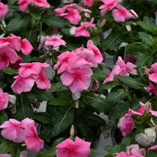 4.33T/8VINCA STRAWBERRY