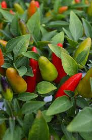 4.33T/8PEPPERS ACAPULCO RED
