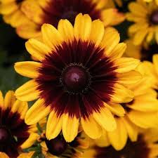 4.33T/8RUDBECKIA PAWNEE SPIRIT