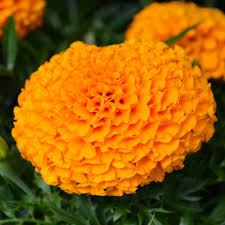 4.33T/8MARIGOLD ANTIGUA ORANGE