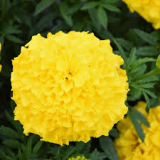 4.33T/8MARIGOLD ANTIGUA YELLOW
