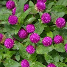 4.33T/8GOMPHRENA PING PONG PURPL