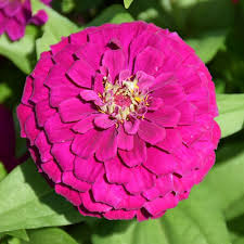 4.33T/8ZINNIA ZESTY PURPLE