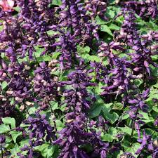 4.33T/8SALVIA PURPLE