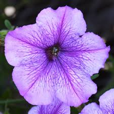 4.33T/8PETUNIA EW PLUM VEIN