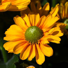 4.33T/8RUDBECKIA AMARILLO GOLD