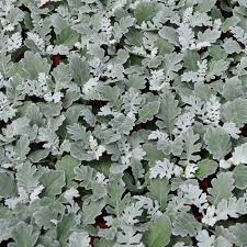 4.33T/8DUSTY MILLER-SUMMER