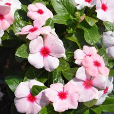 4.33T/8VINCA APRICOT
