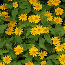 4.33T/8MELAPODIUM YELLOW