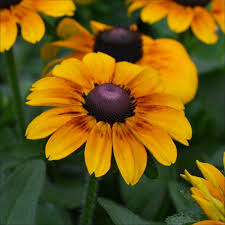 4.33T/8RUDBECKIA TOTOGOLD-SUMR
