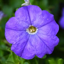 4.33T/8PETUNIA EW BLUE E3