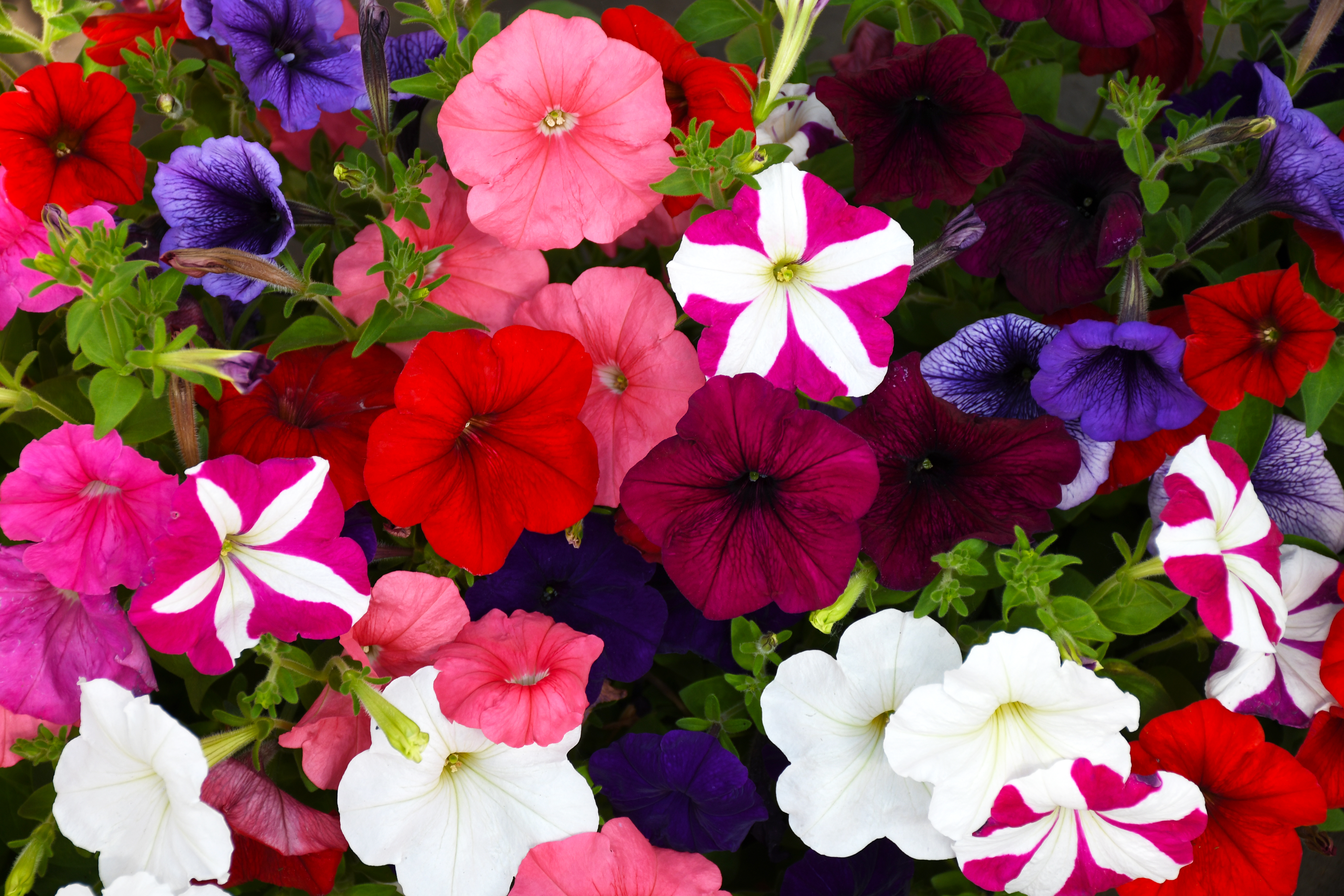 Summer Annuals