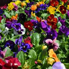 4.75" PANSY MIX