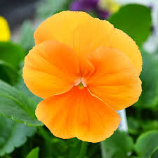 4.75" PANSY ORANGE
