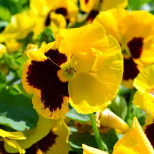 4.75" PANSY YELLOW W/BLOTCH