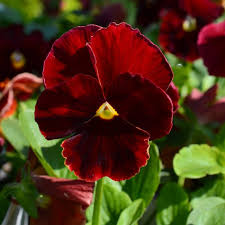 4.75" PANSY RED W/BLOTCH