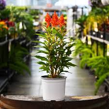 5.25" CELOSIA KELOS FIRE ORANGE