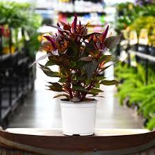 5.25" CELOSIA KELOS FIRE PURPLE