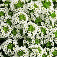 4.75" LOBULARIA WHITE