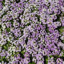 4.75" LOBULARIA PURPLE