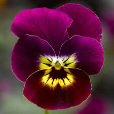 4.75" VIOLA TIGER FACE