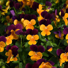4.75" VIOLA ORANGE JUMP UP